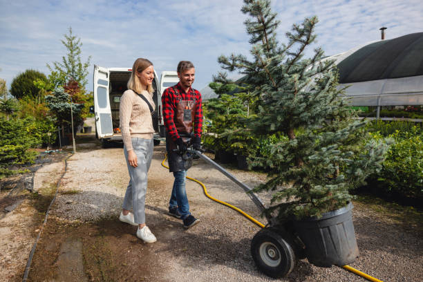 Professional Tree Service in Weatherford, OK